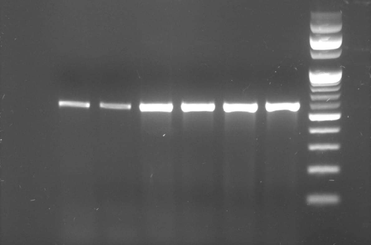 12. Molecular Diagnosis